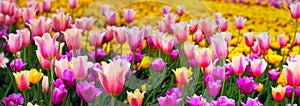 Seamless vibrant pattern of pink yellow spring tulips