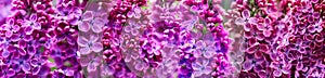 Seamless vibrant pattern of spring purple lilac flowers in bloom