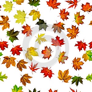 Seamless wallpaper. Autumn yellow red, orange leaf isolated on white. Colorful maple foliage. Season leaves fall background