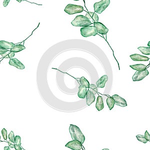 Seamless watercolor illustration of Green leaves, eucalyptus branch on white background.