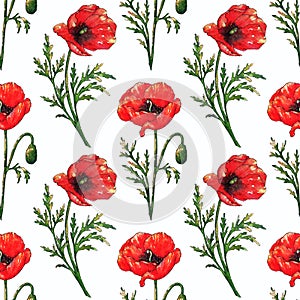Seamless watercolor pattern with red poppy flowers and green leaves. Hand drawn botanical flowers. Floral elements