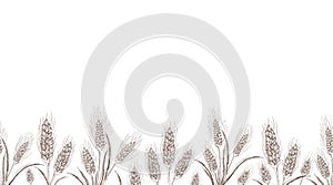 Seamless wheat or barley background isolated on white. hand drawn sketch illustration. endless rye spikelets of wheat