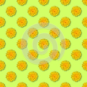 Seamless yellow flower patterm. Dandelion flower summer background close up