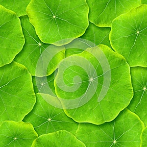 Seamlessly green leafs.