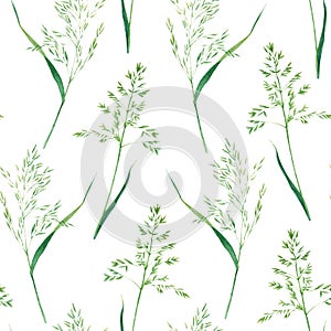 Seamlesss pattern with bluegrass. Hand drawn watercolor illustration isolated on white