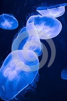 Seamoon Jellyfish on the dark blue background