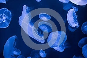 Seamoon Jellyfish on the dark blue background