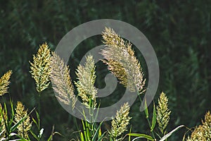 Seaoat plants on Sao Miguel Island, Azores, Portugal
