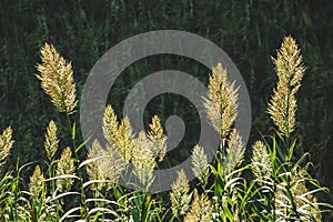 Seaoat plants on Sao Miguel Island, Azores, Portugal