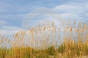 Seaoats on dune against blue s