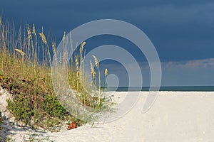 Seaoats by the sea