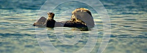 Seaotter