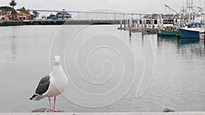 Seaport village by harbor of San Diego, California coast. Seagull bird. Coronado