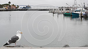 Seaport village by harbor of San Diego, California coast. Seagull bird. Coronado