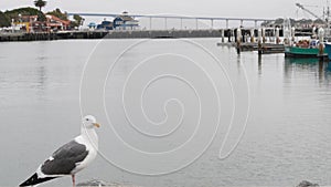 Seaport village by harbor of San Diego, California coast. Seagull bird. Coronado