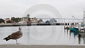 Seaport village by harbor of San Diego, California coast. Seagull bird. Coronado