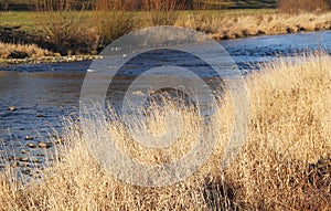 Sear grass on the bank