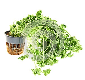 Sear green parsley isolated