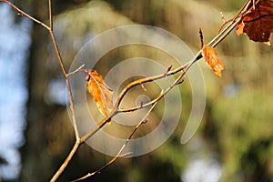 Sear leaves