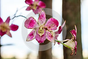 Sear orchid