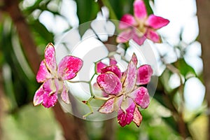 Sear orchid