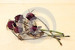 Sear red rose on plywood background