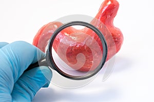 Search disease, abnormalities or pathology of stomach or gastric concept photo. Doctor holding magnifying glass and through it exa
