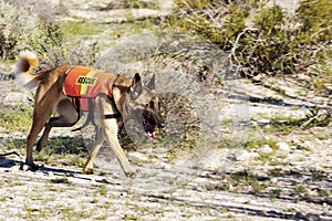 Search Dog