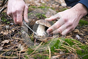 The search for mushrooms in the woods. A man is cutting mushroom