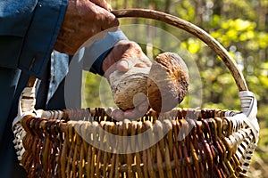 The search for mushrooms in the woods. Mushroom picker. An elderly man puts a white mushroom in the basket