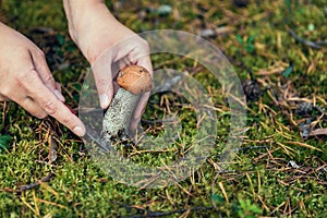 The search for mushrooms in the woods. Mushroom picker. A woman is cutting a white mushroom with a knife.