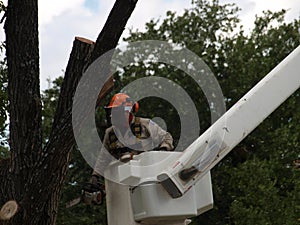 Search and Removal of Trees Widow Makers