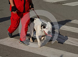 search and rescue Bulldog with its owner during a mountain hike photo