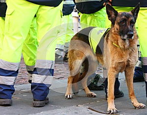 Search and Rescue Dog