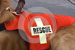 Search and Rescue dog.