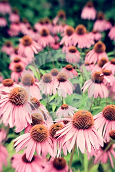 Search Results Web results  Echinacea purpurea Eastern purple coneflower