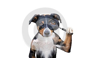 Searching dog with magnifying glass