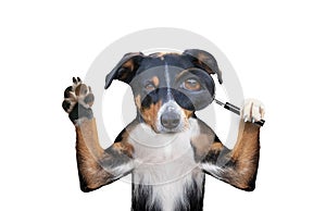 Searching dog with magnifying glass