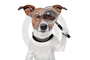 Searching dog with magnifying glass photo