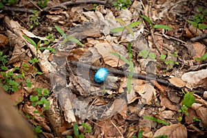 searching for easter eggs in the forest, Easter egg,