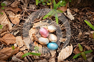searching for easter eggs in the forest, Easter egg,