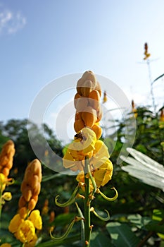 Searching for nectar in at Yellow Candle Bush (Senna alata)