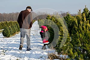 Searching for the perfect Christmas tree