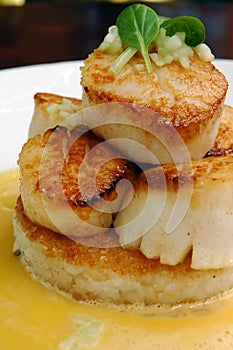 Seared scallops 2