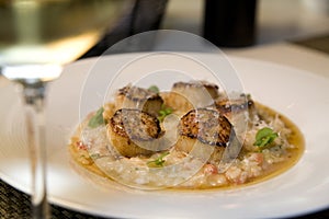 Seared scallops on a bed of risotto