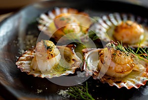 Seared scallops shell with butter, garlic and parsley. Seafood. Top view