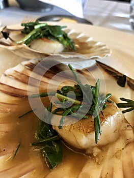 Seared scallops in their shells with garlic butter