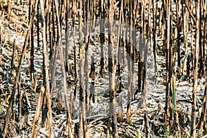 Seared Trunks Of Reeds After Fire. Fatal Consequences For Plants