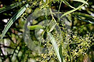 Searsia lancea, Karee tree, African sumac, Willow rhus