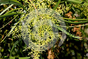 Searsia lancea, Karee tree, African sumac, Willow rhus